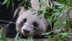 Shin Shin bersantai di kandangnya pada hari terakhir pengamatan sebelum ia dan panda lainnya, Ri Ri, di Kebun Binatang Ueno, Tokyo, 28 September 2024. (Foto: Richard A. Brooks/AFP)