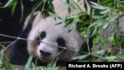 Shin Shin bersantai di kandangnya pada hari terakhir pengamatan sebelum ia dan panda lainnya, Ri Ri, di Kebun Binatang Ueno, Tokyo, 28 September 2024. (Foto: Richard A. Brooks/AFP)