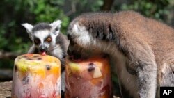 Lemur ekor cincin (Lemur catta) menjilat bongkahan besar es permen, terdiri dari campuran sayuran yang dibekukan dalam es, Rabu, 26 Juni 2019. (Foto: AP)