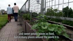 Rooftop Farming