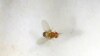 FILE - A fruit fly is seen in a laboratory at the Bar-Ilan University, in Ramat Gan, Israel, May 1, 2018.