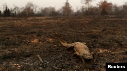 A dead caiman is pictured in an area that was burnt in a fire in the Pantanal, the world's largest wetland, in Pocone, Mato Grosso state, Brazil, August 31, 2020. (REUTERS/Amanda Perobelli)