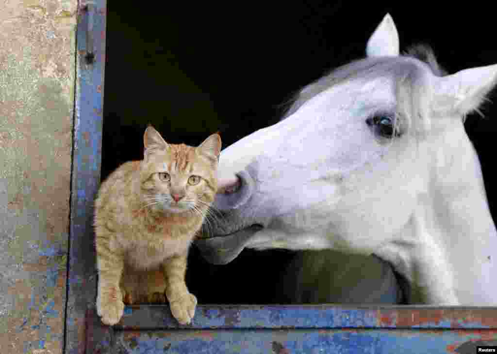 A cat stands near a horse in Beirut, Lebanon, Feb. 16, 2016.