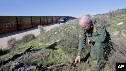 FILE - Border Patrol agent Richard Gordon examines broken, dried branches that indicate human traffic near the border fence where illegal immigrants enter the United States, Boulevard, California, March 25, 2013.