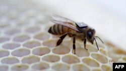 This undated handout picture released August 25, 2015 by Australia's national science agency the Commonwealth Scientific and Industrial Research Organisation (CSIRO) shows a micro-sensor glued onto the back of a honey bee to monitor its movements. 