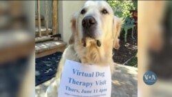 У Каліфорнії проводять віртуальні зустрічі з собаками-терапевтами. Відео