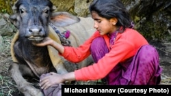 Bashi, 12 years old, comforts a wounded buffalo yearling whose leg was shattered by a tree that fell over a cliff during a torrential storm. Tending to the young buffaloes was often her responsibility, and she felt like this one was almost like a sister.