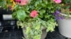 How to Plant Flowers in a Container