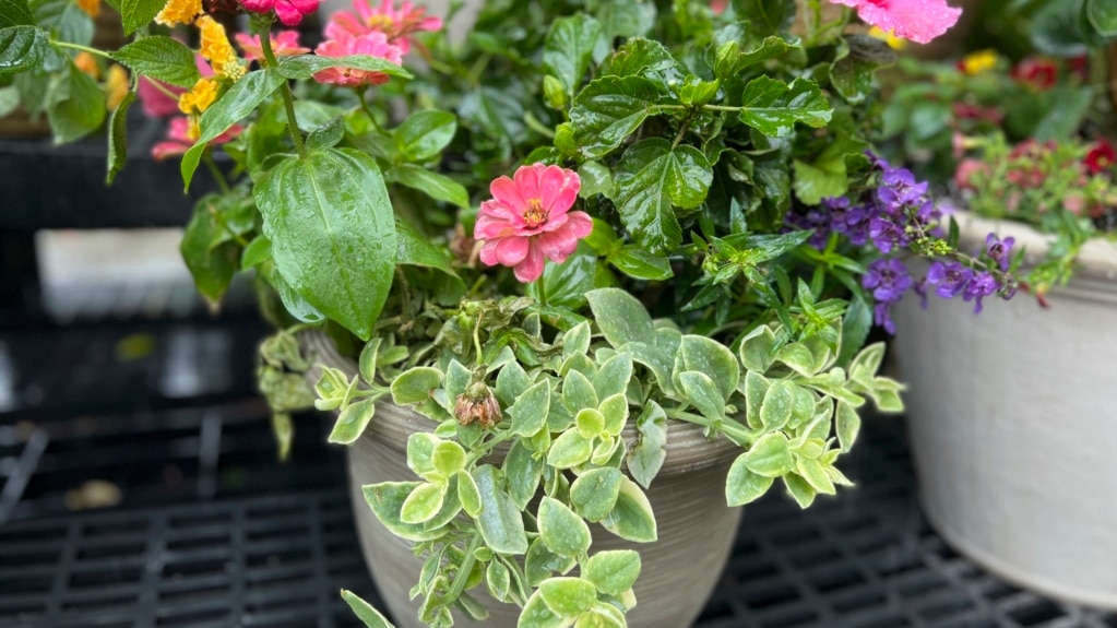 How to Plant Flowers in a Container