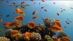 Настоящее Время. Америка – 13 августа 2018