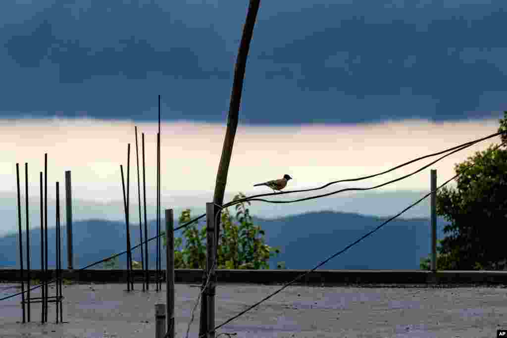 A black-headed jay sits on an electric cable as rain clouds hover over the Kangra Valley in Dharmsala, India.