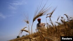 A farmer stands in his wheat field, which was damaged by unseasonal rains, at Vaidi village in the northern Indian state of Uttar Pradesh, March 25, 2015.