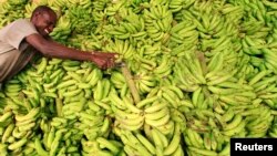 A vendor displays bananas at his stall in the Somali capital Mogadishu, July 8, 2013.