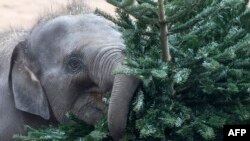 An elephant feeds on an old Christmas tree in their enclosure of Prague&#39;s Zoo, in the Czech Republic.
