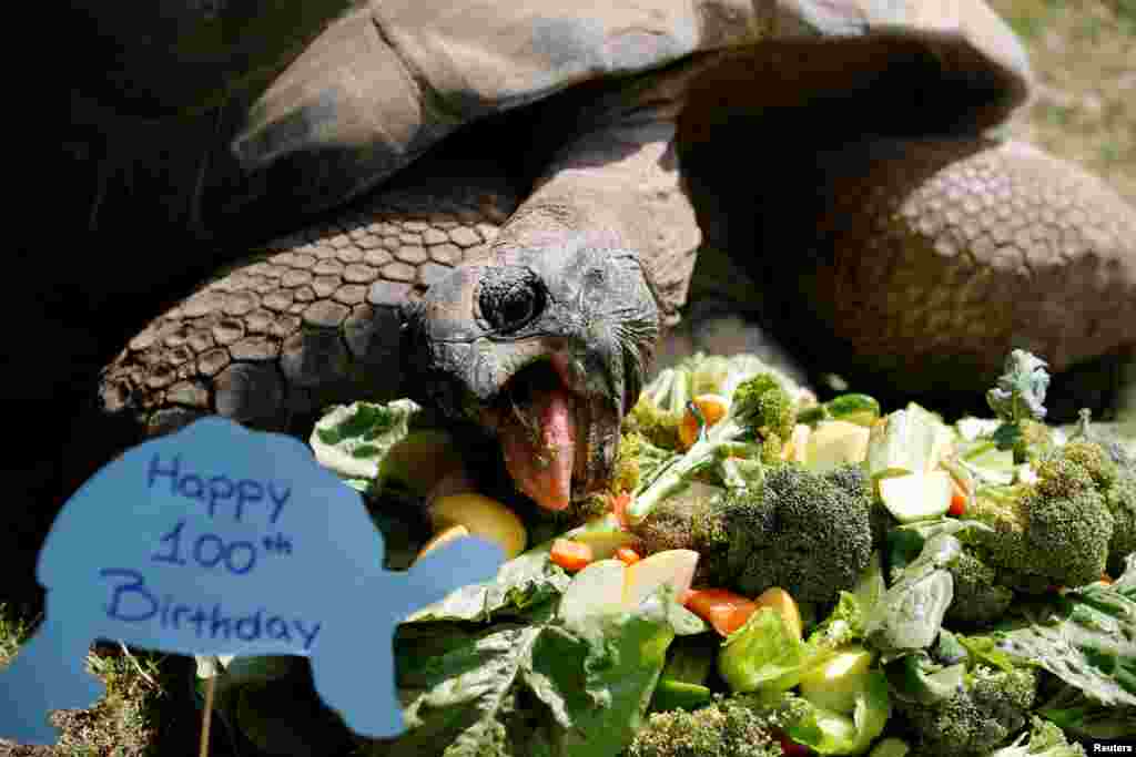 Tuki, an Aldabra Giant tortoise, eats a cake made of vegetables as he celebrates his 100th birthday at Faruk Yalcin Zoo in Darica, 60 kilometers east of Istanbul, Turkey.