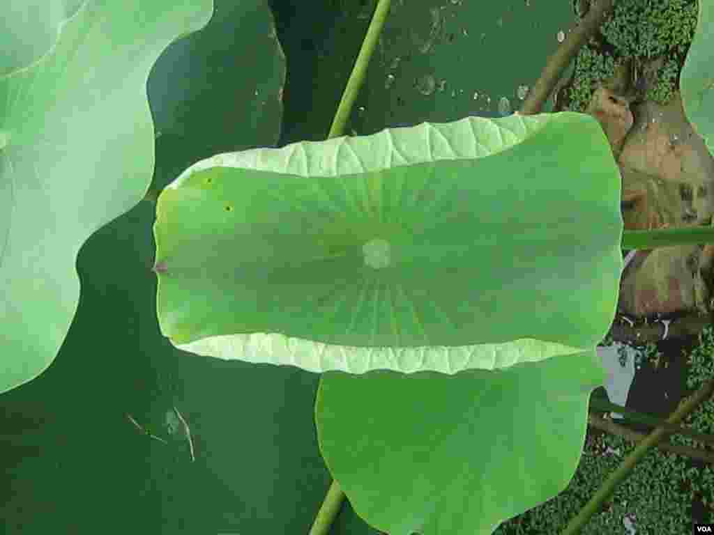 Walter Shaw, hobi olarak başladı bu işten para da kazanmaya başlayınca, Maine eyaletinden getirdiği nilüferlere başka ülkelerden getirdiklerini de ekler