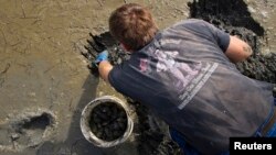 Chad Coffin, president of the Maine Clammer's Association, digs for prized soft-shell clams or "steamers," Casco Bay in Freeport, Maine, May 30, 2013.