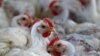 افغانستان سالانه ۲۶۰ هزار تن گوشت مرغ تولید می‌کند 