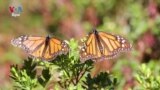 VOA Films Illegal Logging in Monarch Butterfly’s Sanctuary in Mexico