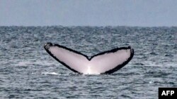 The tail of a humpback whale surfaces out of the Pacific Ocean's waters at Contadora Island, in Panama, on July 13, 2019. 