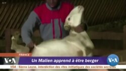 Un Malien apprend à être berger