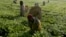 Des travailleurs cueillant du thé dans une plantation près de Kericho au Kenya, le 6 février 2008. Plusieurs pays d'Afrique de l'est cultivent le thé.