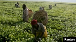 FILE - Workers pick tea at a plantation outside Kericho, Feb. 6, 2008.