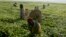 FILE - Workers pick tea at a plantation outside Kericho, Feb. 6, 2008.