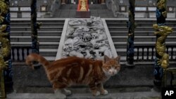 时事看台: 中国极端防疫措施下，动物的权益谁来保障？