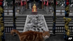 A cat pauses at a temple in Wuhan in central China's Hubei province on Feb. 9, 2021. A joint WHO-China study on the origins of COVID-19 says that transmission of the virus from bats to humans through another animal is the most likely scenario.