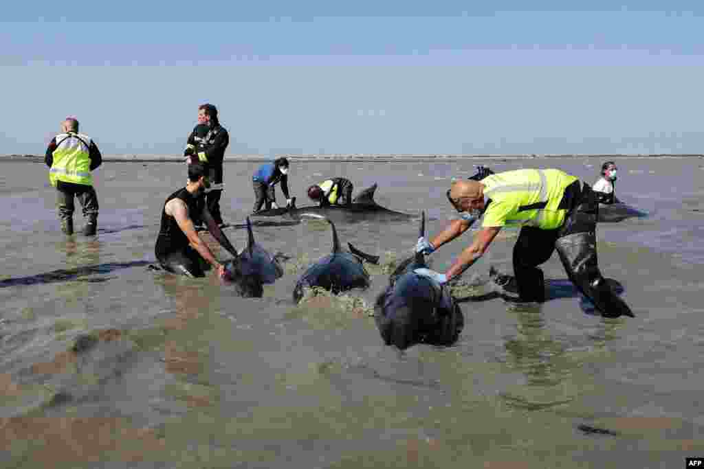 Rescuers and city and science workers carry out an operation to rescue beached dolphins stranded in the Fier d&#39;Ars bay on the Ile de Re (Re Island), off France&#39;s western Atlantic coast. One dolphin died, and 17 others were able to return to sea.