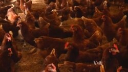 Chicken Waste Could Generate Power Plant Electricity