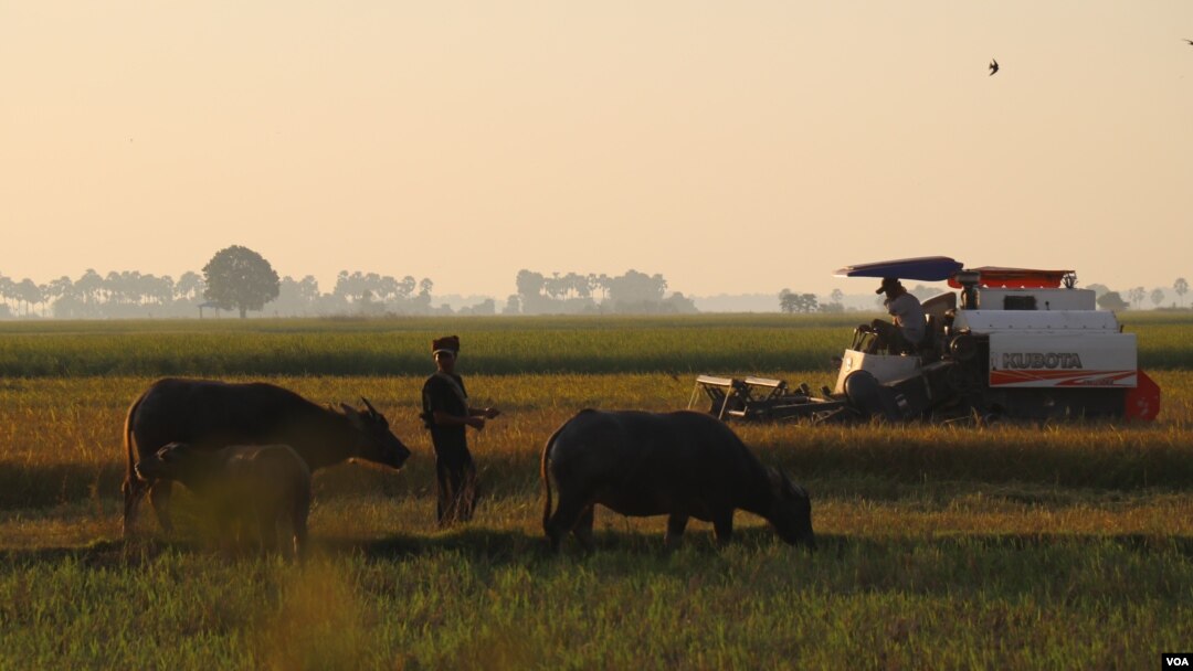 កសិករប្រើប្រាស់​ម៉ាស៊ីន​ច្រូតកាត់​ដើម្បី​ប្រមូល​ផលស្រូវ​នៅក្នុង​ឃុំកញ្ចំ ស្រុកពារាំង ខេត្តព្រៃវែង កាលពី​ថ្ងៃទី១៥ ខែវិច្ឆិកា ឆ្នាំ២០២០។ (ស៊ុន ណារិន/វីអូអេ)