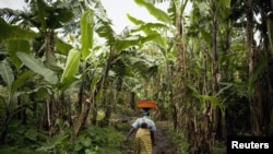 Congolese woman carries her baby as she walks through a banana plantation near the town of Rangira, DRC, May 23, 2012.