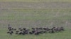 FILE - An Iraqi Kurdish man tends a flock of sheep near Kurdistan's Tapa Qorra village.