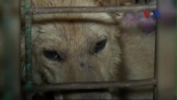 Tệ nạn bắt trộm chó nuôi để bán lấy thịt ở Việt Nam