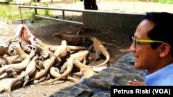 Direktur Utama PDTS Kebun Binatang Surabaya Chairul Anwar memperhatikan proses pemberian pakan komodo remaja koleksi KBS. (Foto: VOA/Petrus Riski).