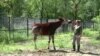 Herds of Endangered African Animals Find New Home in South Louisiana