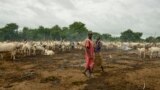 In this photo taken July 31, 2017, cattle keepers walk past their herd at a camp outside the town of Rumbek, South Sudan. 