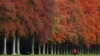 A man walks by treesÊwith anÊautumn colour in a park in Tervuren, near Brussels, Belgium November 12, 2019. 