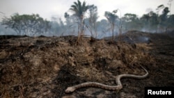 ARCHIVO - Se ve una serpiente mientras se quema un tramo de la selva amazónica mientras los taladores y agricultores la limpian en Porto Velho, Brasil, en agosto de 2019.