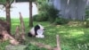 华盛顿国家动物园为大熊猫庆生