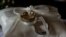 Sepasang cincin kawin yang terlihat di sebuah gereja Katolik di Heredia, Kosta Rika 20 Mei 2018. (Foto: Reuters/Juan Carlos Ulate)