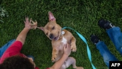 Mase a pit bull plays in the grass with Delonte Hillery in a park in Escondido, California, April 21, 2020. Mase was adopted a week ago by the Hillery family from the San Diego Humane Society.