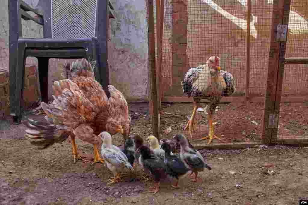 Breeding chickens is a common tradition among farming communities in Egypt. (H. Elrasam/VOA)