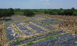 Black, plastic sheets cover a banana plantation hit by a disease that ravages the crops on a plantation near Riohacha, Colombia, Thursday, Aug. 22, 2019. Officials have uprooted trees where the fungus has been detected and covered the soil with…