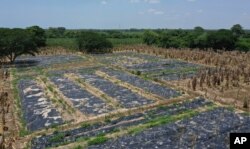 Black, plastic sheets cover a banana plantation hit by a disease that ravages the crops on a plantation near Riohacha, Colombia, Thursday, Aug. 22, 2019. Officials have uprooted trees where the fungus has been detected and covered the soil with…