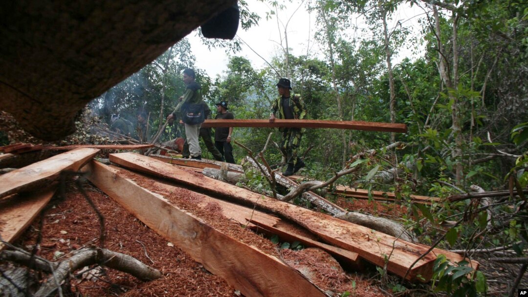 Para petugas menyita kayu yang diperoleh dari pembalakan liar di pegunungan Seulawah, Aceh. (Foto: Dok)