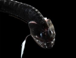 The Pacific blackdragon (Idiacanthus antrostomus), another variety of ultra-black deep-sea fish, is seen in this image released in Washington, July 16, 2020.