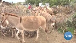 Kenya Donkey Owners Demand Permanent Ban on Animals' Slaughter